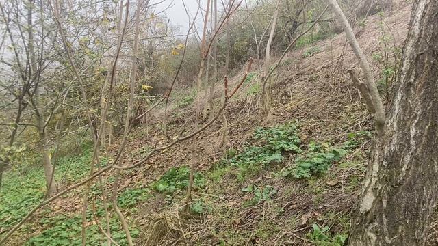 Разведка древнего посёлка и жарка купатов 🔥🪙👍🚀♥️ #коп #лучшее #топ #путешествие #тренды