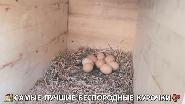 Цыплята и Курочки селяночки лучшие беспородные несушки 🥚 (392)