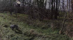 Охота на зайца (всё было идеально)