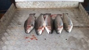 улов форели