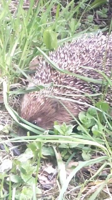 Живой язык природы.