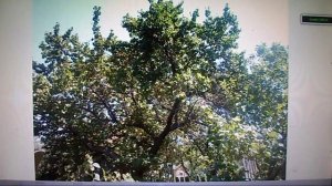 В. Железов ''Новое садоводство для дачников и школьных учителей будущей России'' №24