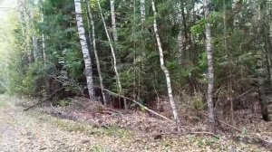 #приодв как она красива осенью