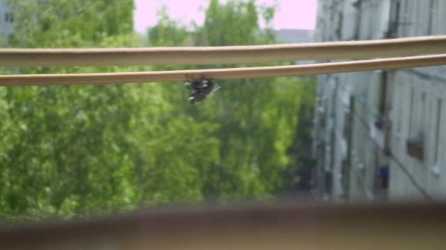 Как спариваются мухи смотреть онлайн