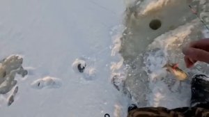 На обь за окунем, рыбалка с дедом.