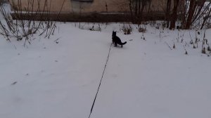 Разгулялся котик Мишка.