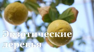 В Луганске созрели лимоны в оранжерее завода "Лугамаш"