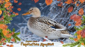 Уточки в пруду. Утки. Шибаевский пруд. Кузьминки. Ноябрь 2025