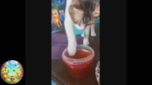 Кот и банка икры! Смешная подборка! #32