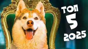 ТОП 5 ЛУЧШИХ СЕРИЙ 2025 года!! Хаски Бублик Говорящая собака
