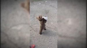 #смешныевидео -314