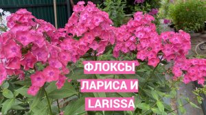 Сравниваем флоксы Лариса, отечественной и иностранной селекции