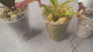 #140 ОрхоVLOG грустинки оживают, кашпо купила, новый виталайзер и как поживают мои первые цветочки.