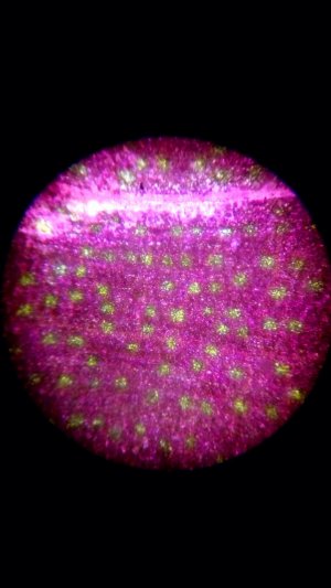 Удивительный телефон  PAGRAER