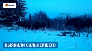 Дуэли между тремя лосями попали на фотоловушку в Челябинской области