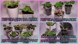 Пересадки фиалок. Детки в новый грунт. Как растут детки на капиллярных матах.