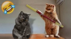 Приколы с котами С ОЗВУЧКОЙ; Смешные коты и собаки