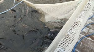 Форель чувствует себя отлично.