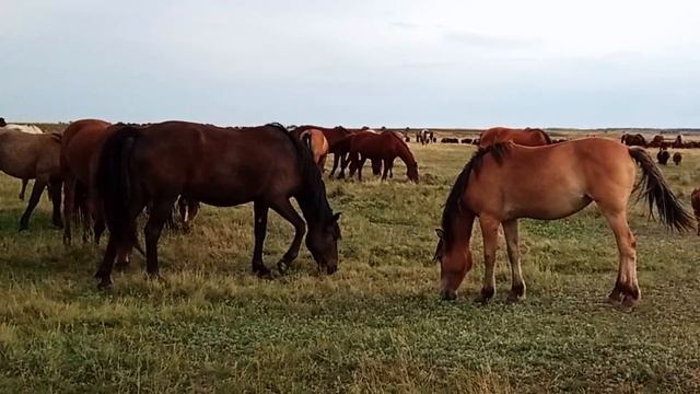 АРКАИМСКИЙ ДНЕВНИК. На стыке Европы и Азии находится великая степьее недра сакральны.