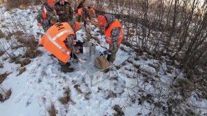 Охота на косулю, вертолет и добыча