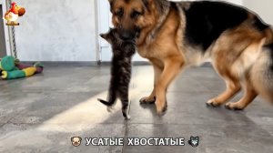Котята и щенята 🐈🐶 Кошки и собаки 🤗 Милое видео про животных (6)