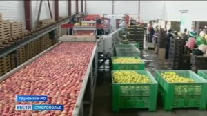 Праздничный урожай. Какие яблоки окажутся на новогодних столах россиян?