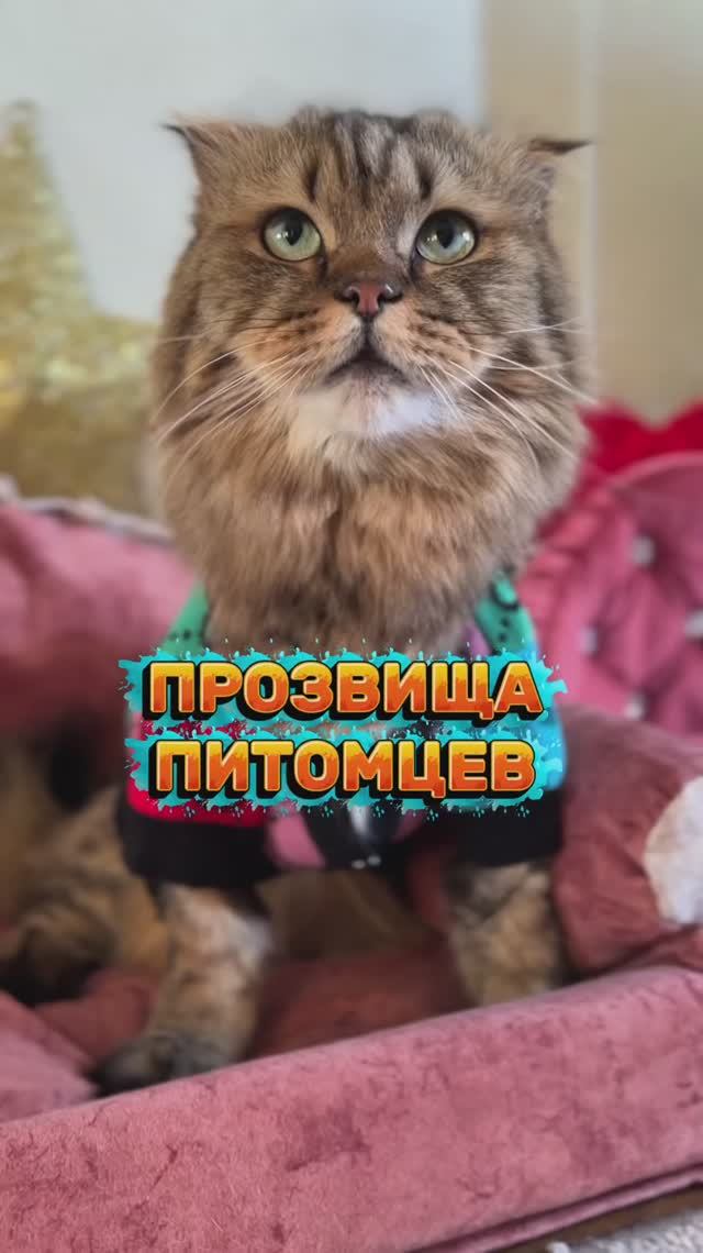 А как вы называете своих питомцев?😸 #юмор #питомцы #котики