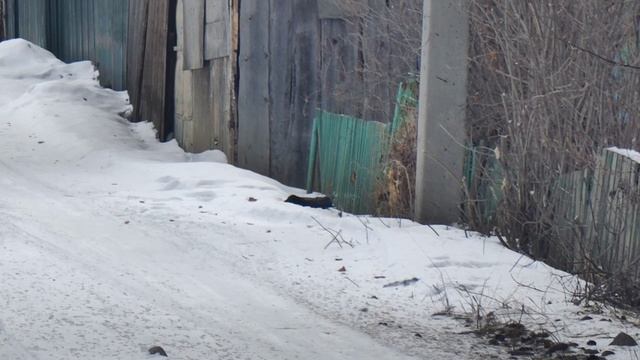 Ворона и снег