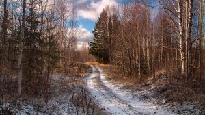 Ноябрь без снега,погода унылая,навеивает одиночество,гуляем на даче