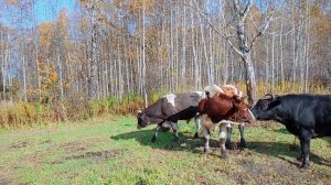 Бычки под электропастухом