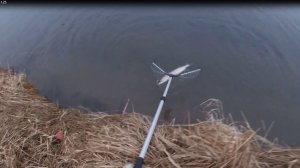 Ловим щуку осенью на мандулу закрытие сезона по хищнику с берега.