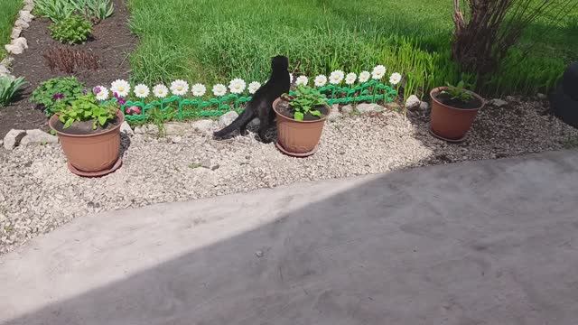 Нас посетил товарищ в чёрном.  Жара как летом.