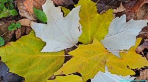 Осень,осень...🍁🍁🍁