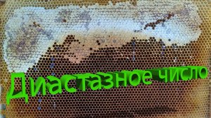 Диастазное число мёда: что это и как его проверить? | Объясняет профессор
