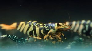 Креветка Шершень