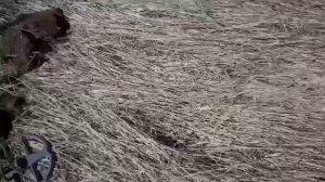 12. Металлокоп с Quest X5. Катушка МД Регион. Разведка нового места.