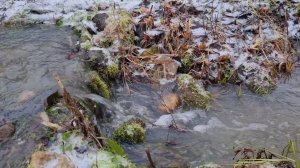 Ледяной дождь, осеннее половодье и секреты берёзы