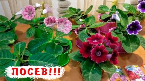 Посев глоксиний! Выращивание глоксинии из семян