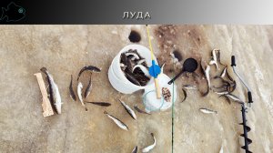 открытие морского перволедка в Луде 2025