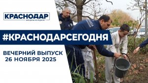5 лет Центру управления регионом, высадка деревьев в Краснодаре. Новости 26 ноября