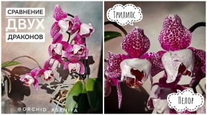 Два Дракона: Dragon Maple трилипс и пелор 🌷 Обзор-сравнение двух мутаций орхидеи Драгон Мэпл