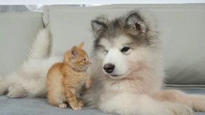 Рыжий котёнок и щенок маламута