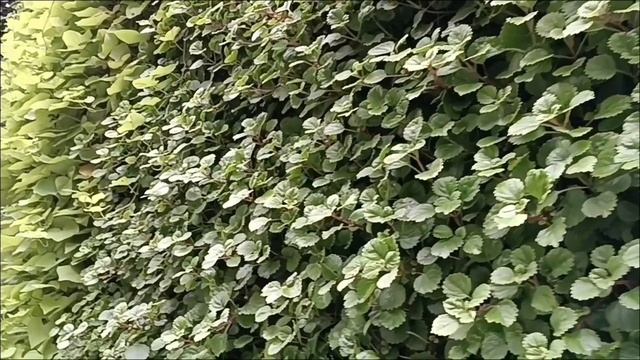 Представление о деньгах ( Луиза Хей)