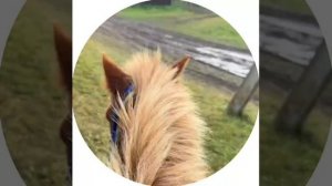 когда ты на коне в буквальном смысле