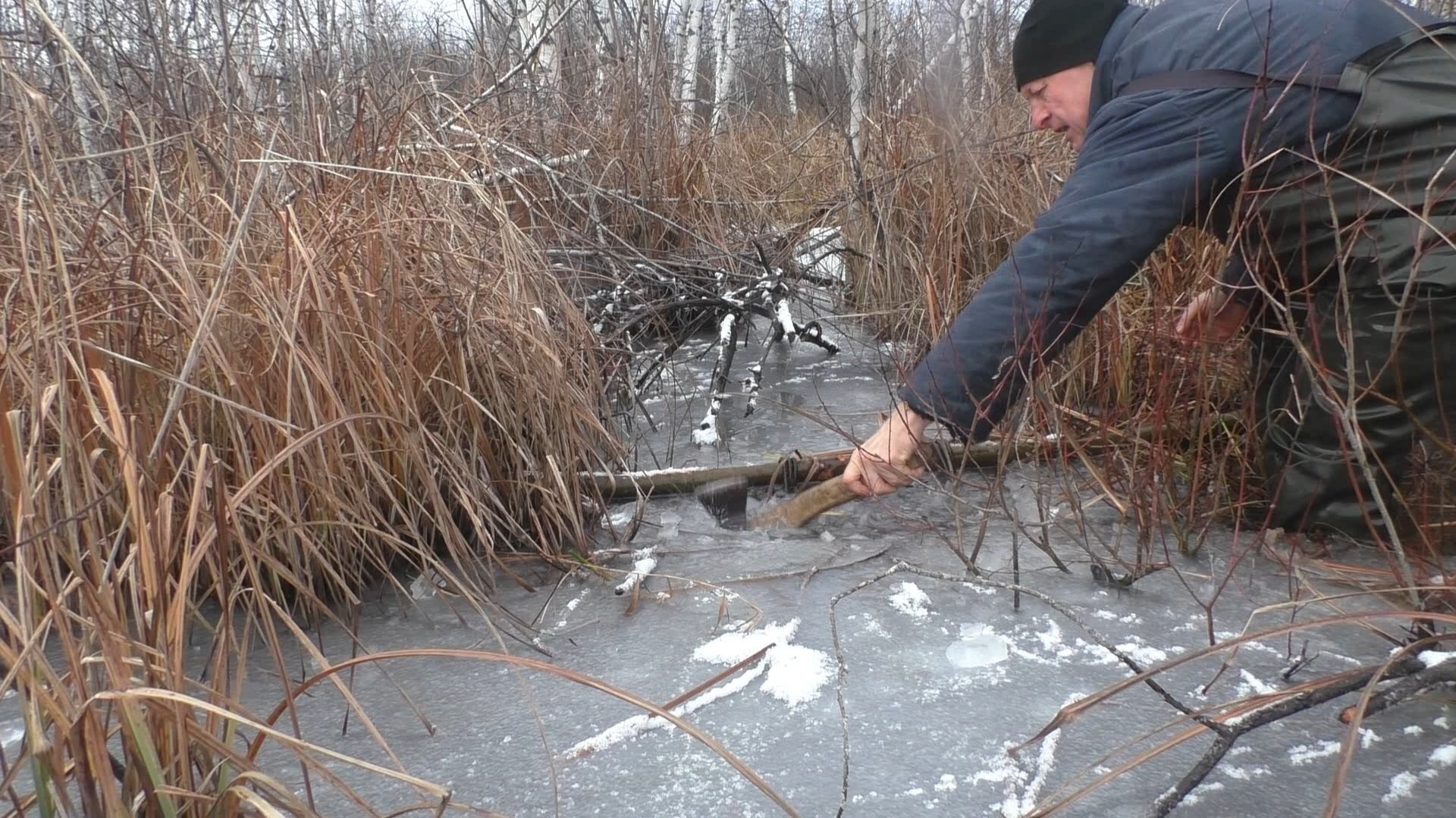 Охота на бобра капканами. Снега все нет, а добыча есть! смотреть онлайн