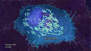 ДНК создал Бог? Самые свежие научные данные о строении Как работает информация для жизнь организмов