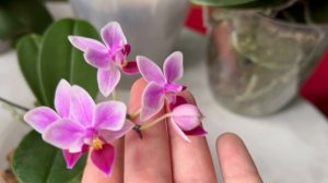 Мои любимые орхидеи