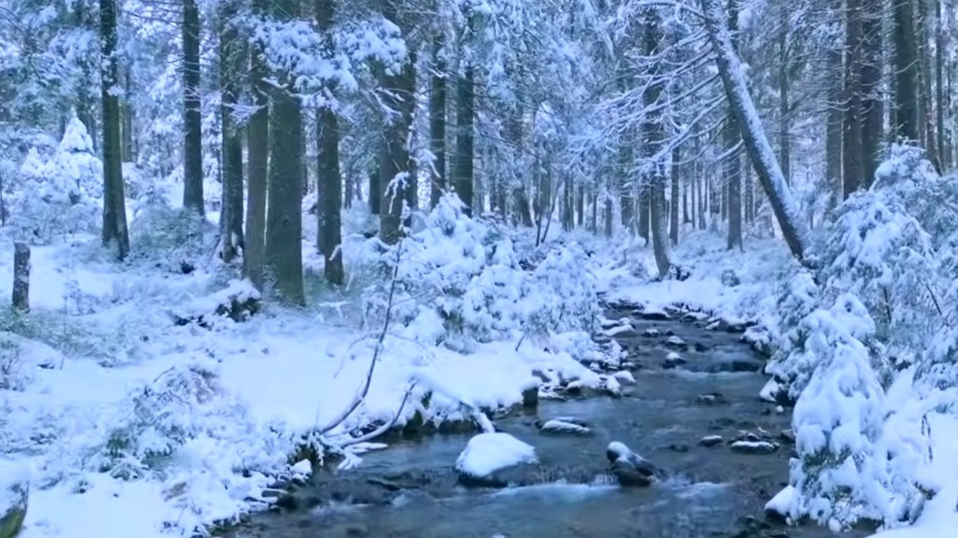 Зимний лес 4K • Снежная атмосфера - Фильм для релаксации с глубокой успокаивающей музыкой