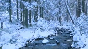 Зимний лес 4K • Снежная атмосфера - Фильм для релаксации с глубокой успокаивающей музыкой