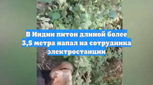 В Индии питон длиной более 3,5 метра напал на сотрудника электростанции